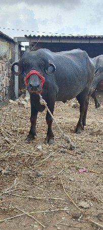 ખડેલું વેચવાનું છે