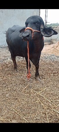વેતર માં 2