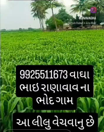 આ જુવાર ની શાર લીલું વેચવાની છે