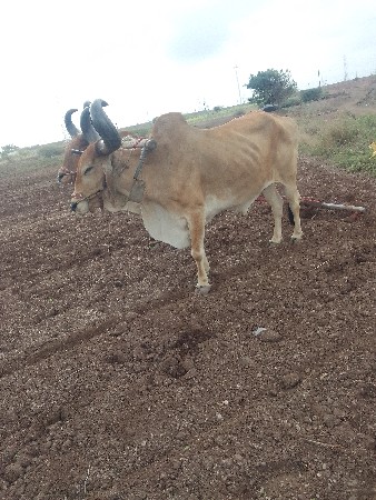 ઝ