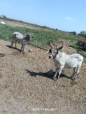 ghodhla se savsoja se