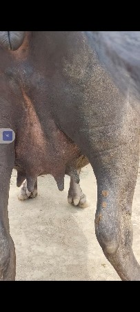 આખડલી વેચવાની છે પેલું વેતન