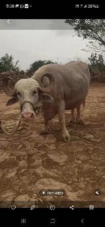 વેચવાની છે