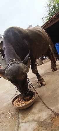 ભેંસ વેચવાની છે