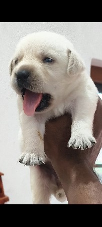 કુતરી