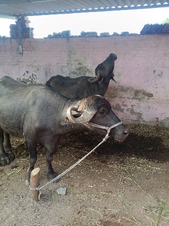 ખડાઈ વેચવાની છે