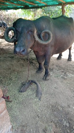 ભેંસ વેચવાની છે