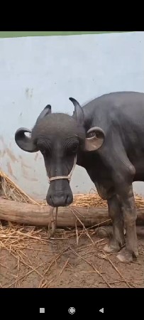 આ ખડી વેચવાની છે
