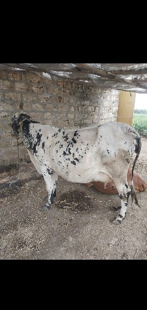 ગાય વેચવાની છે