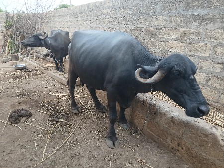 2 bhesh veshvani shhe
