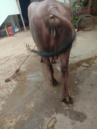 ભેંસ વેચવાની છે