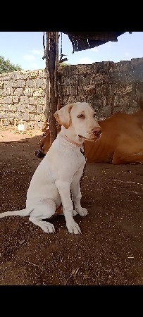 લેબરા કૂતરો