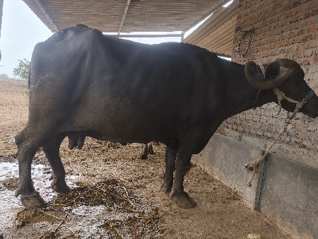 ભેંસ વેચવાની છે