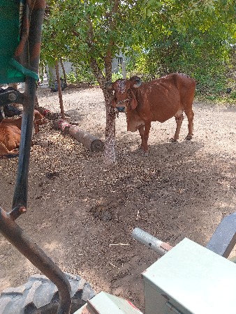 આચાર ગરમીની જવાબદારી