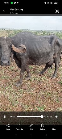 ભેંસ