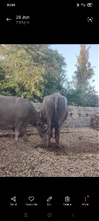 ભેંસ વેચવા ની છે