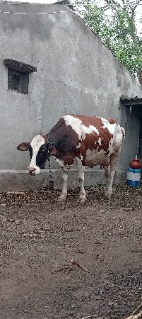 જર્શી ગાય વેચવાની છે સાવ સોજી