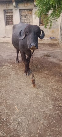 ખડેલી વેચવાની છે