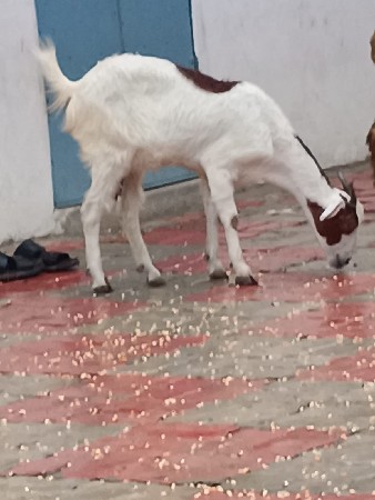 બકરી વેચવાની છે