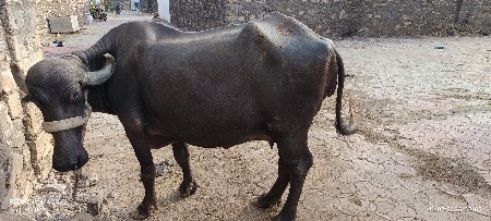 khadeli vechava ni chhe