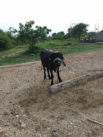 પાડો