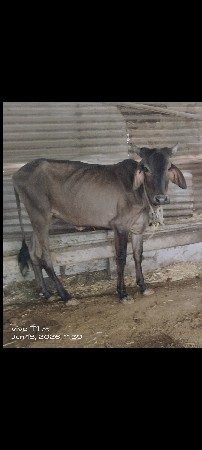 કાળી વાસળી કાંકરેજ વેચવાની છે