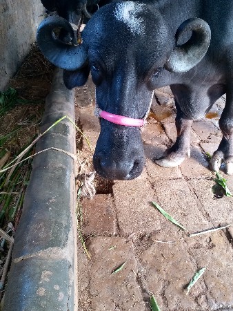 Jai shree Ram Jai Hanuman dada
