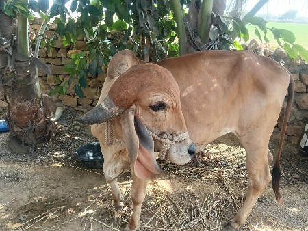 ટોપર હોડકિ ગિર વેચવાનિ સે
