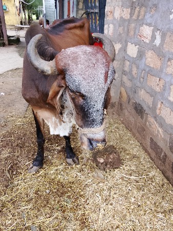 વેશવાના
