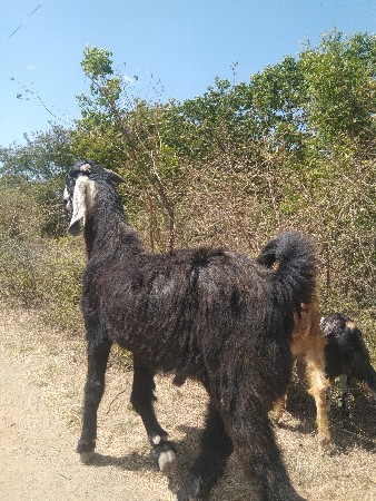 બોકડો