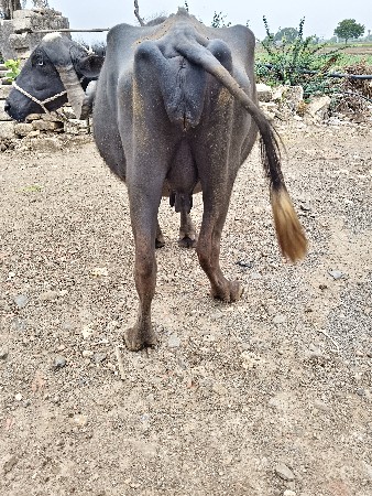 ભેંસ વેચવાની છે