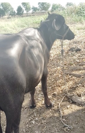 veshvanu