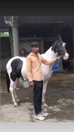ઘોડી વેસવાની છે