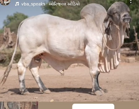 vasadi