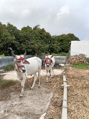 આ ગોધલા વિશ્વાના સે