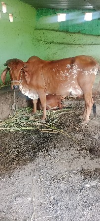 ગાય વેચવાની છે