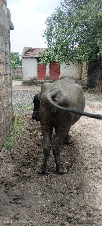 ભેંસ વેસવાની છે