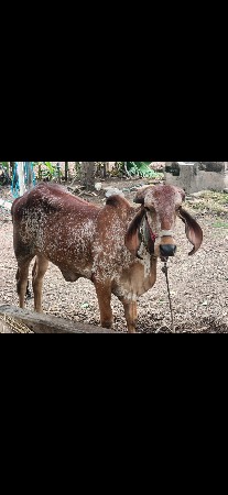 કાબરી હોડકી