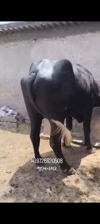 પેલૂવેતર. ઊચાઈ. લબાઈ. ફૂલ