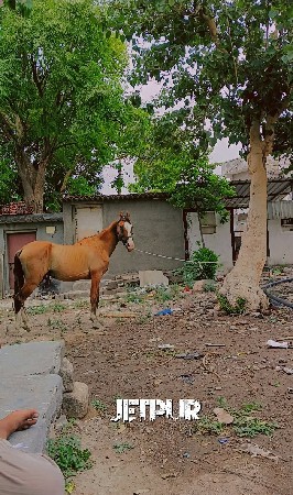 ધોડો વેચવાનોછે બેપગે હાલેછે