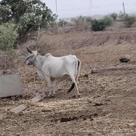 3 વેતર