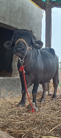 4 દાંત ખડેલી વેચવાની છે