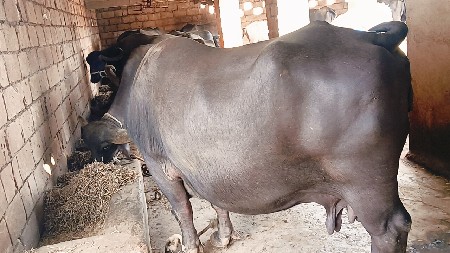 વેચવાની