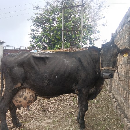 એચએસ ગાય વેચવાની છે