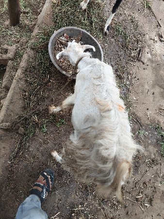 Samarth