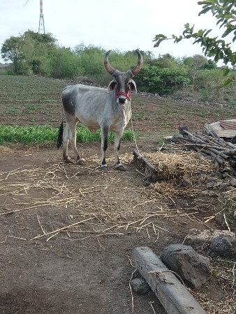 ગોઢલો વેચવાનો છે