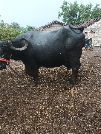તીજા વેતર ની છે
