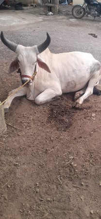 બીજી વાવણી વાવેલ