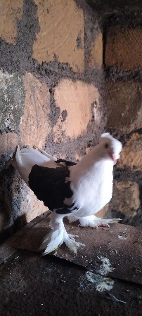 કબુતર વેચવા નું છે નર