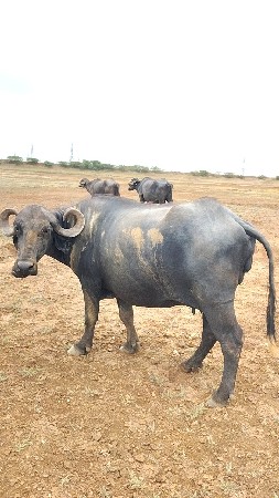 પૅલ વૅતરી ખડાય
